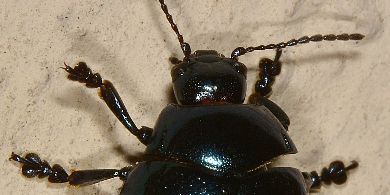 Chrysolina da id.